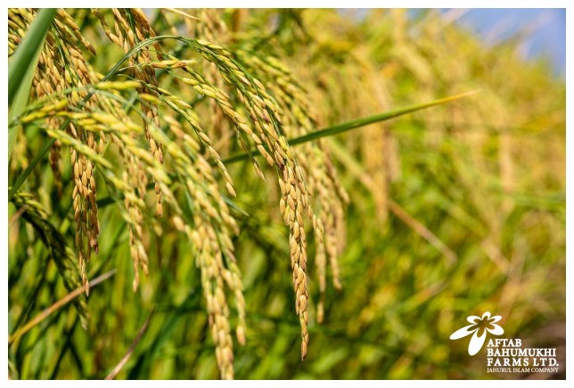 paddyfield.jpg